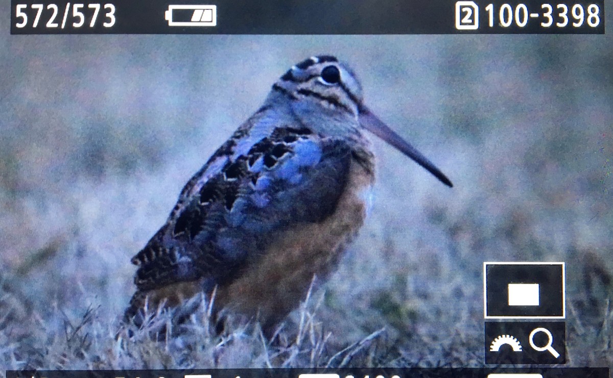 American Woodcock - Stefan Minnig