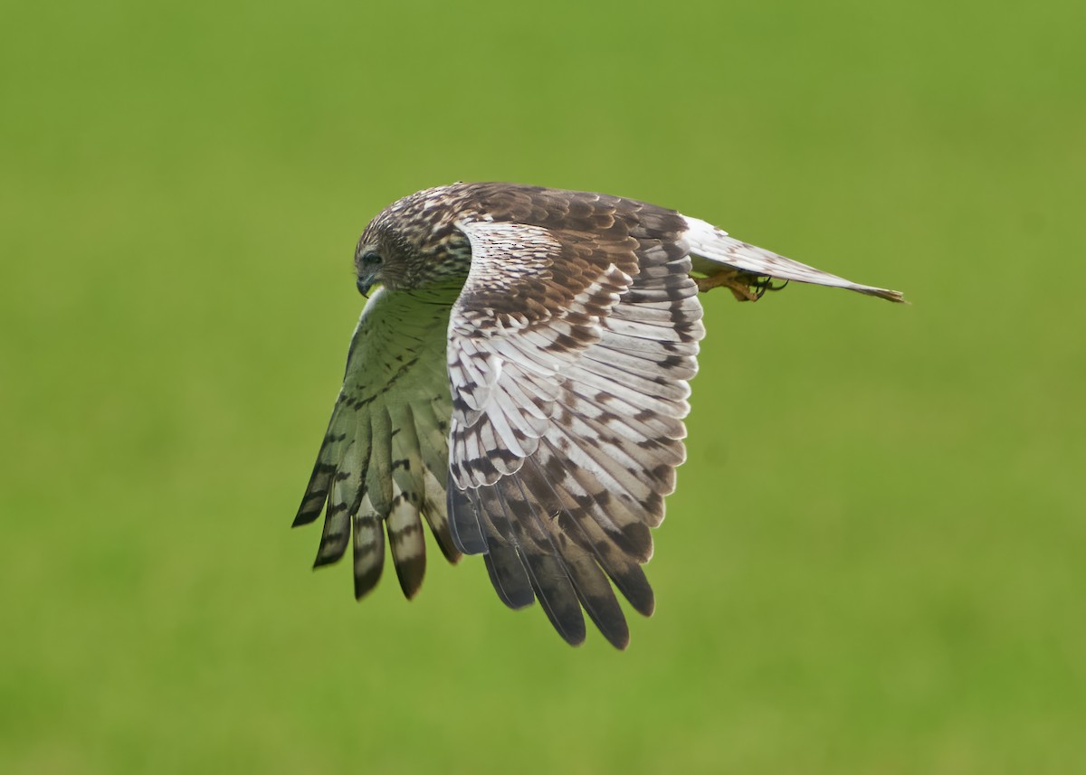 Pied Harrier - Chieh-Peng Chen