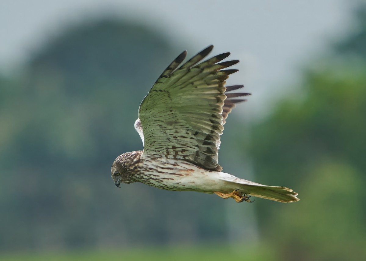 Pied Harrier - Chieh-Peng Chen