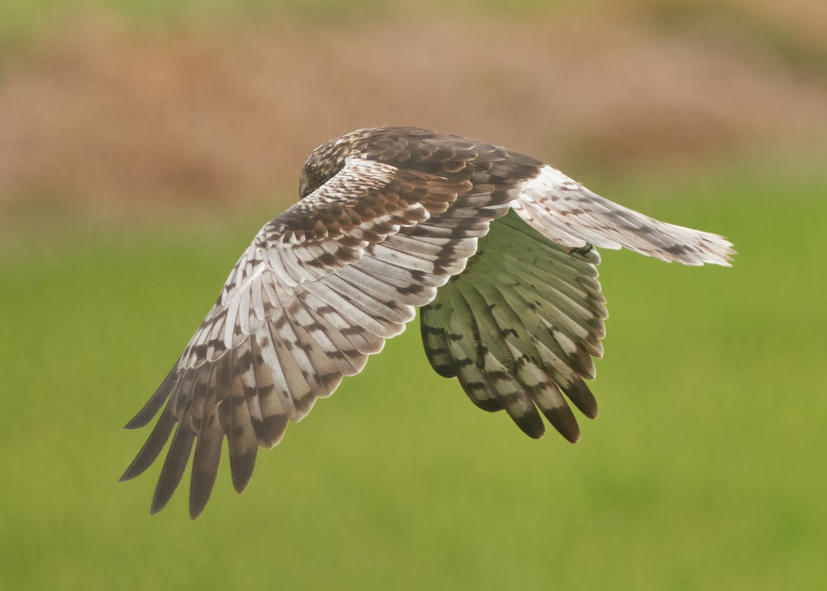 Pied Harrier - Chieh-Peng Chen