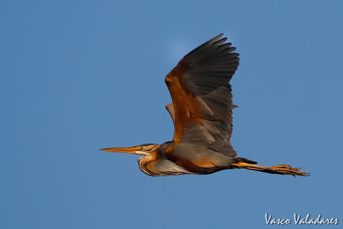 Purple Heron - ML615206989