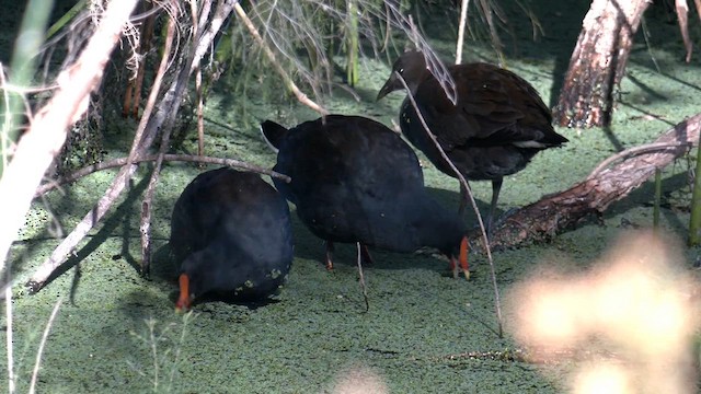 Gallinule sombre - ML615207013