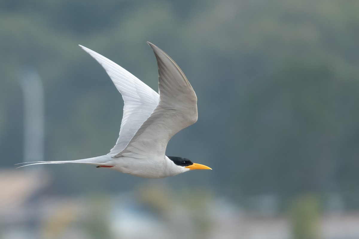 River Tern - ML615207018