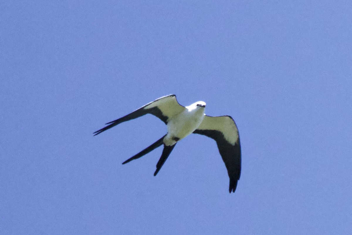 Swallow-tailed Kite - ML615207048