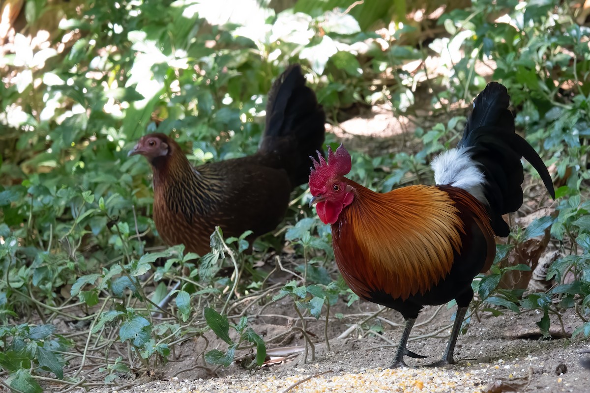 Red Junglefowl - 冰 鸟