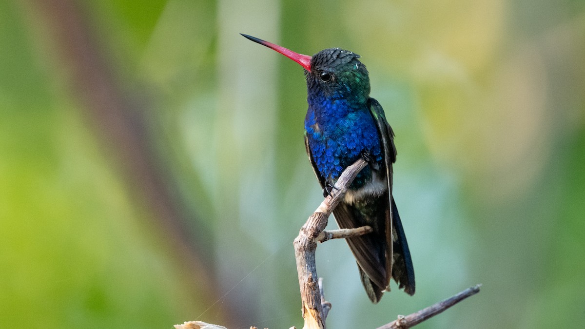 Colibrí Piquiancho de Guerrero - ML615207092