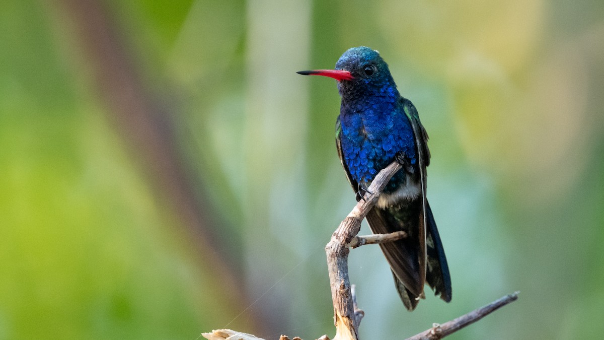 Colibrí Piquiancho de Guerrero - ML615207093