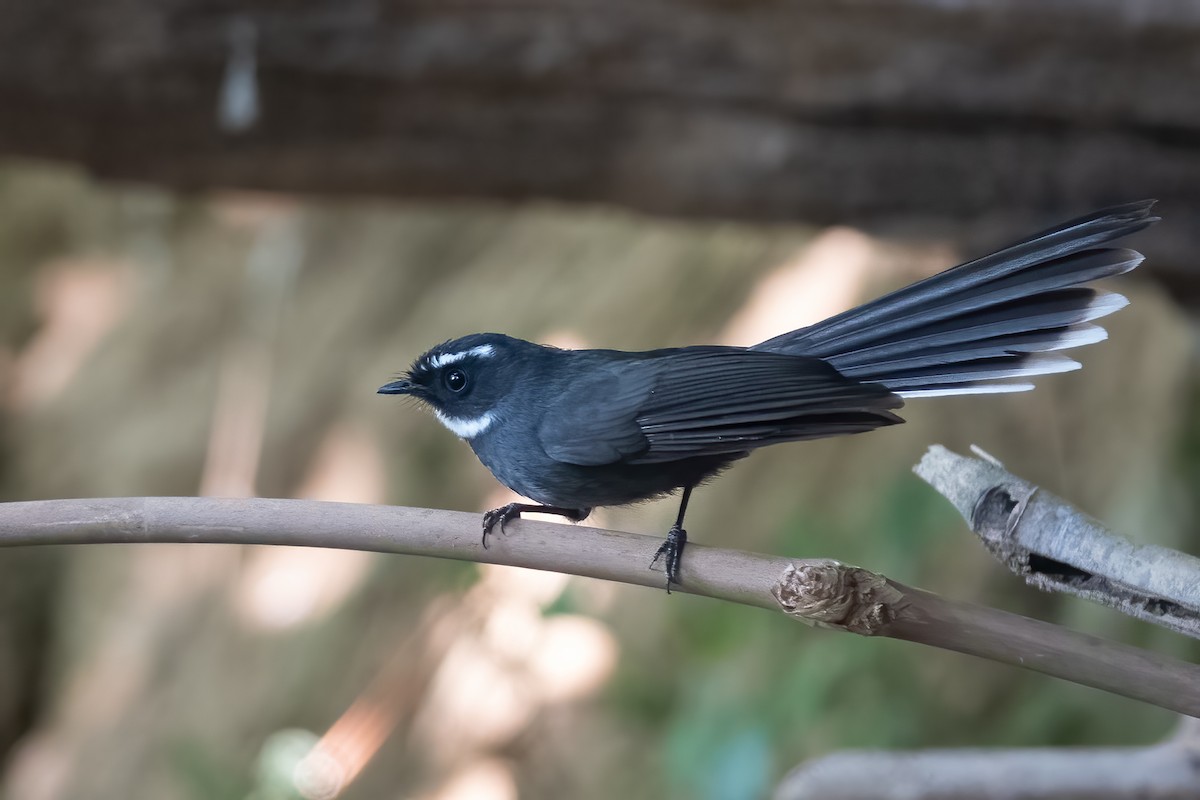 White-throated Fantail - ML615207100