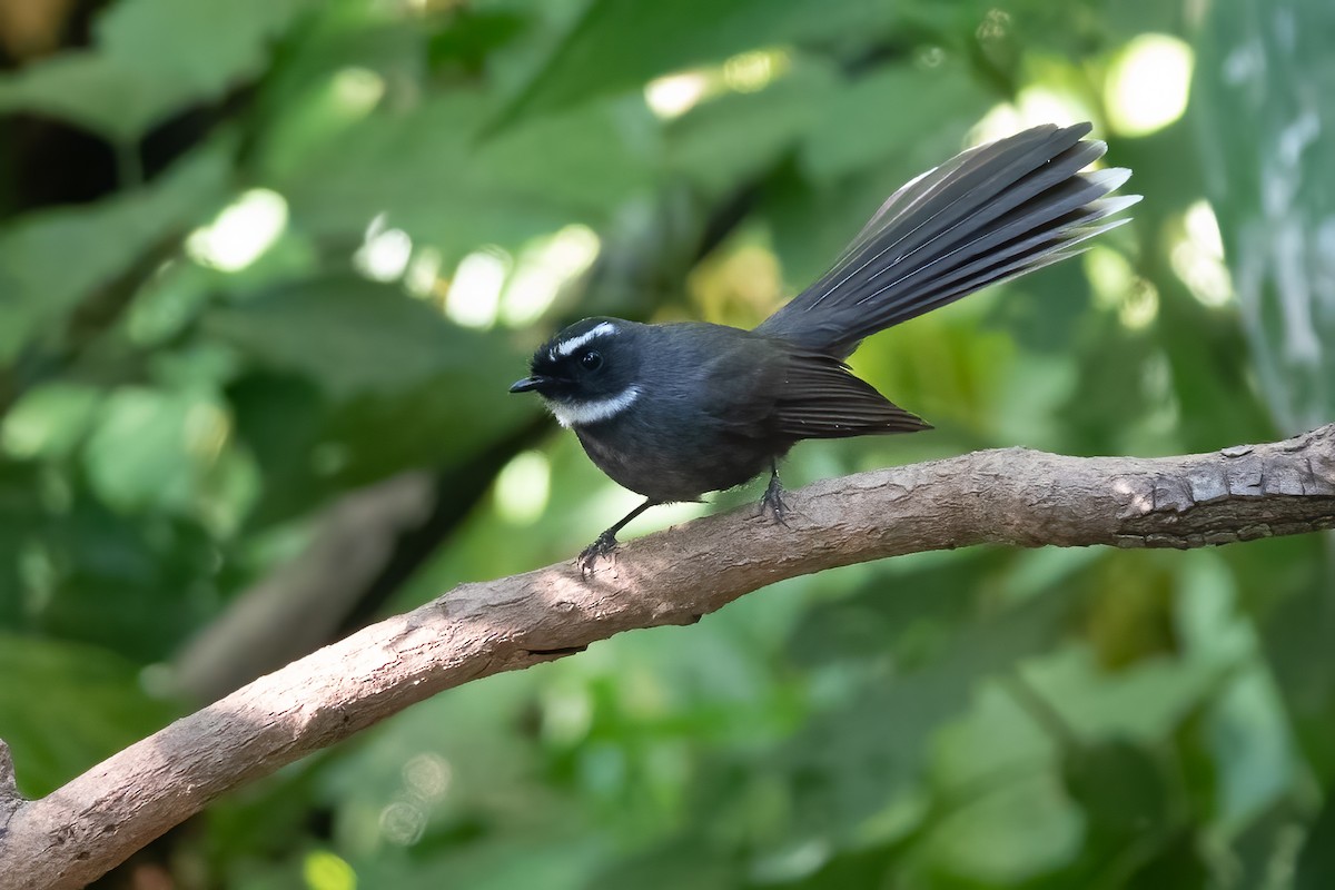 White-throated Fantail - ML615207101