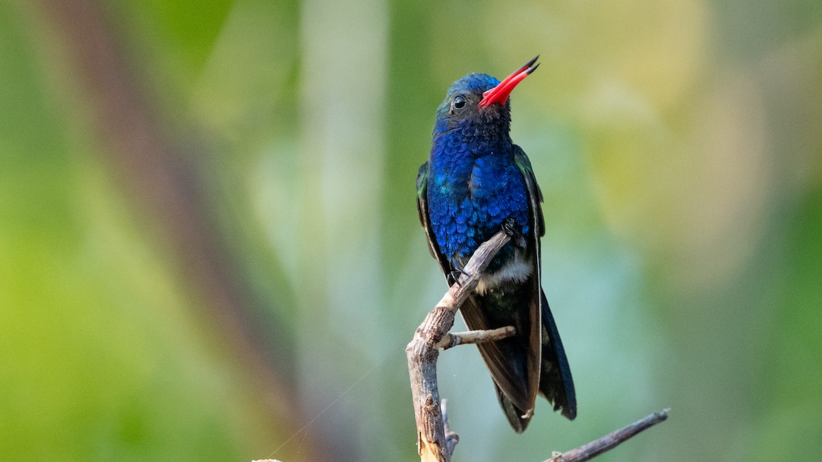 Colibrí Piquiancho de Guerrero - ML615207102