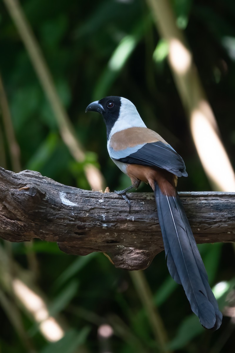 Collared Treepie - ML615207103