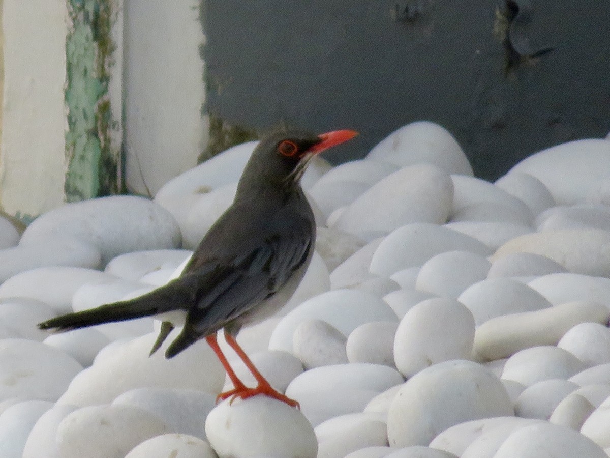 Red-legged Thrush - ML615207105