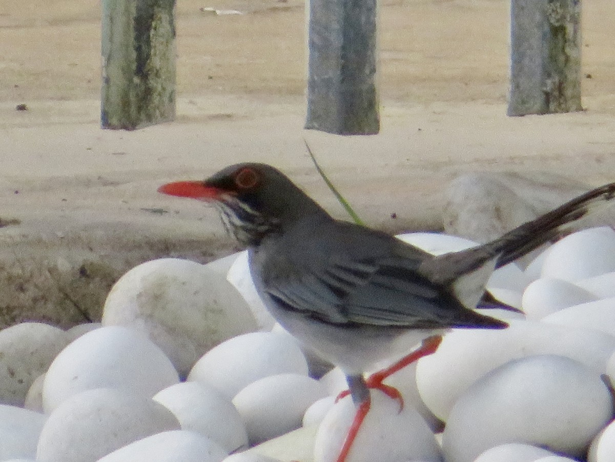 Red-legged Thrush - ML615207106