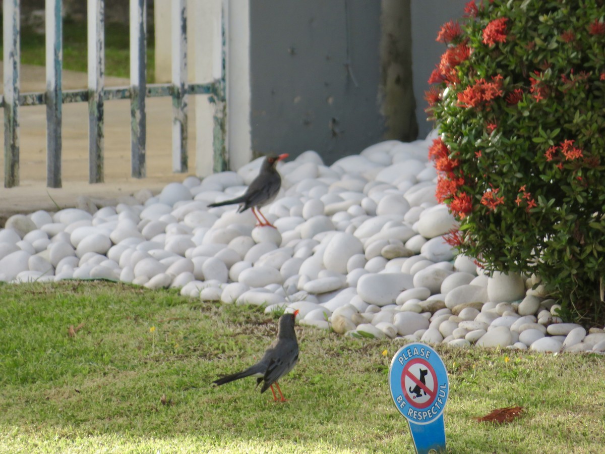 Red-legged Thrush - ML615207107