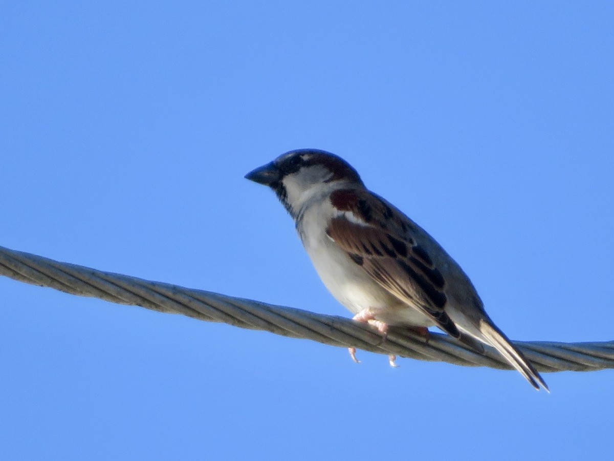 House Sparrow - ML615207123