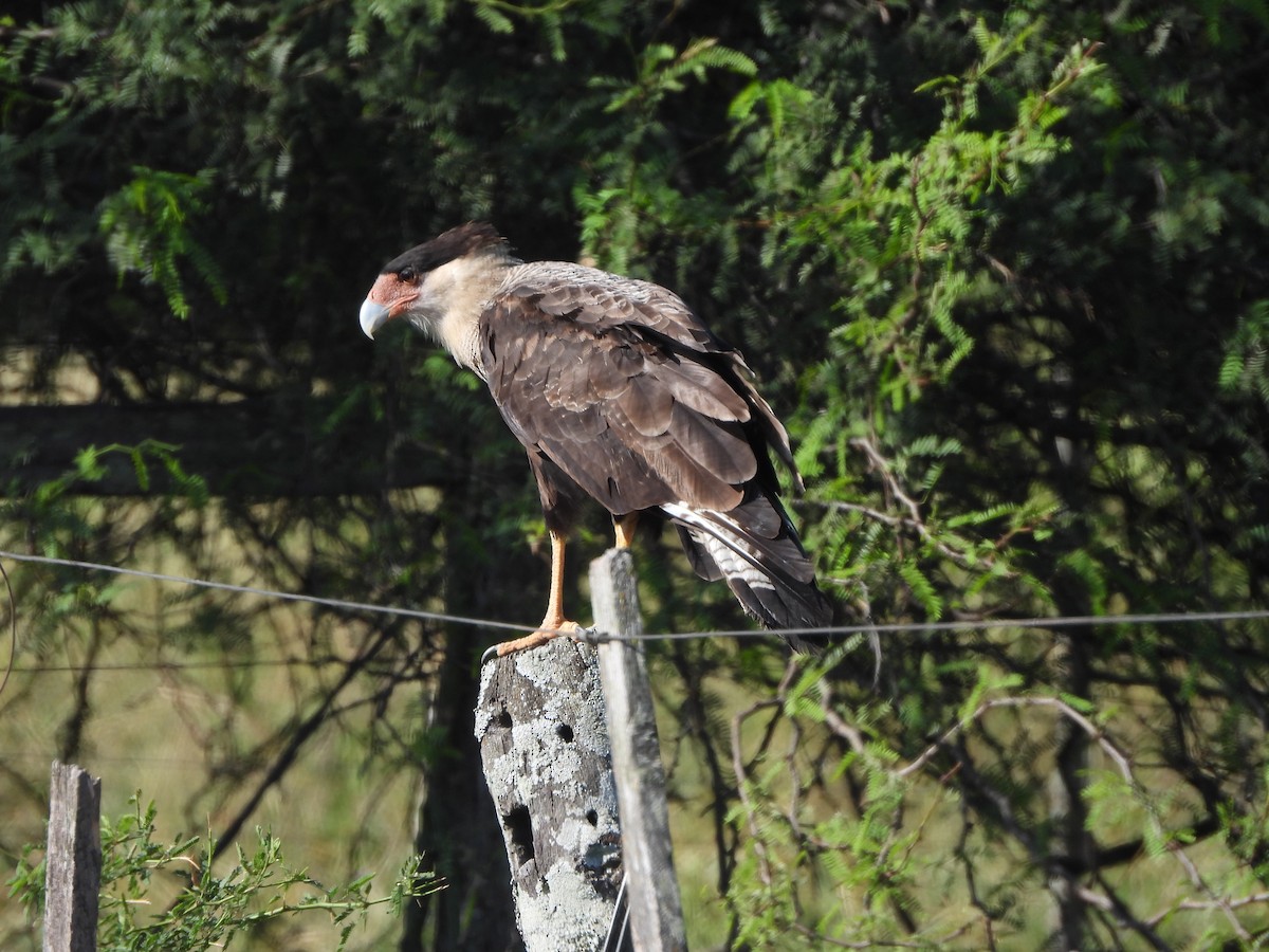 Caracara Carancho - ML615207177