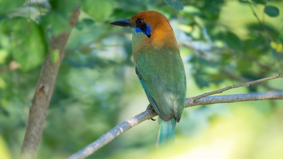 Russet-crowned Motmot - ML615207213