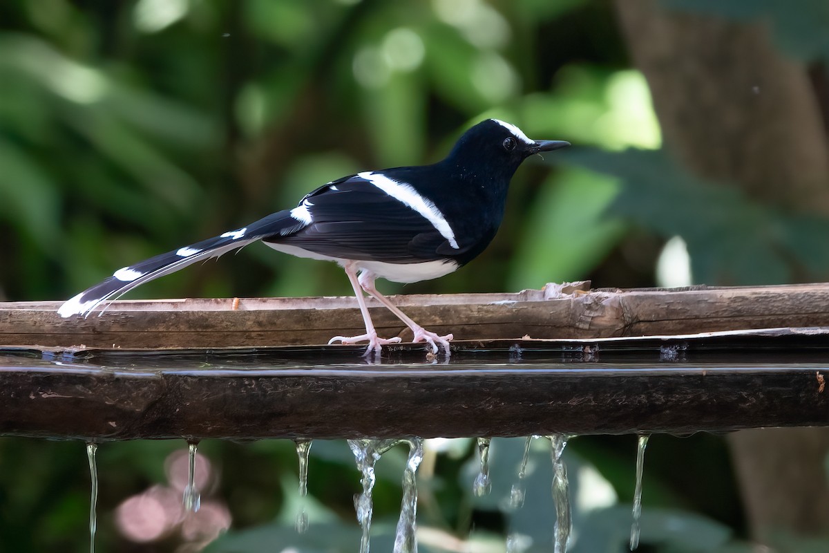 White-crowned Forktail - ML615207218