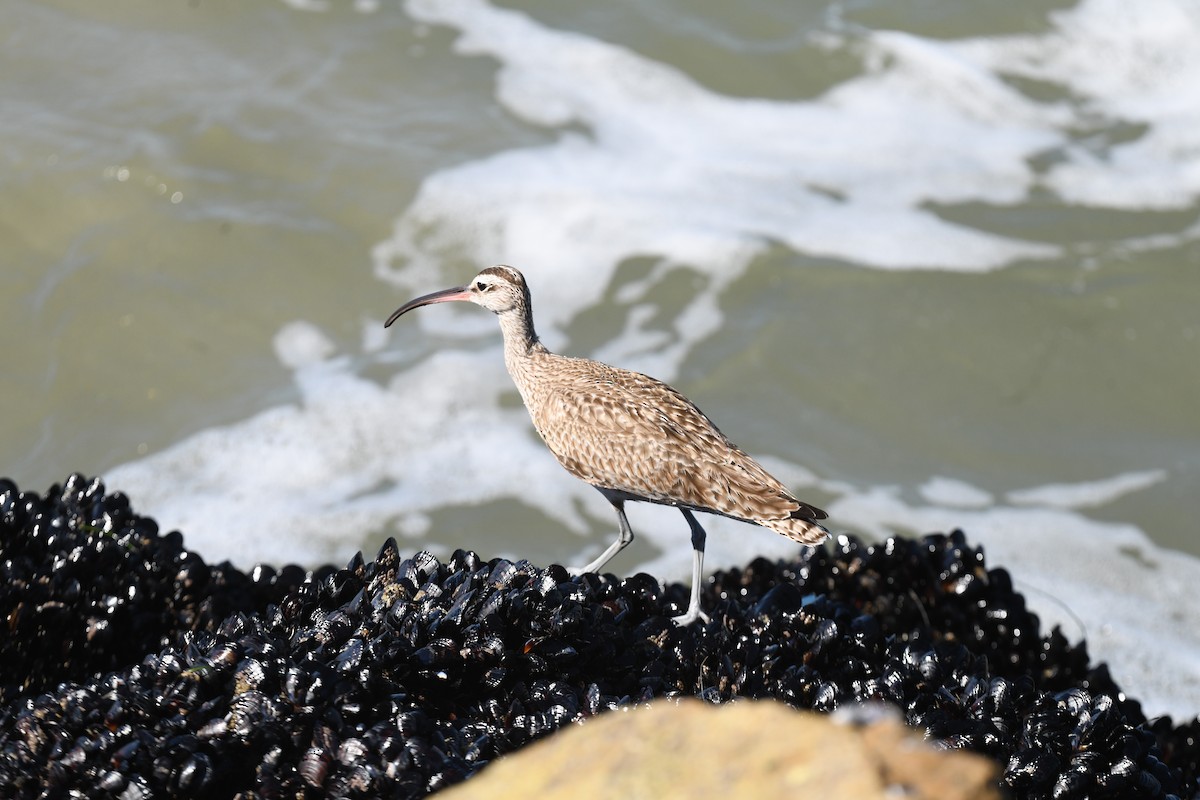 Whimbrel - ML615207329