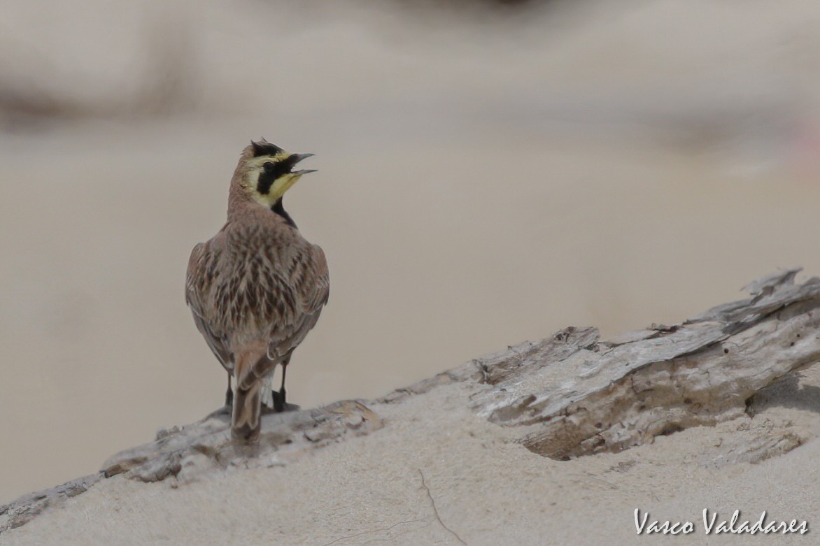 Horned Lark - ML615207340