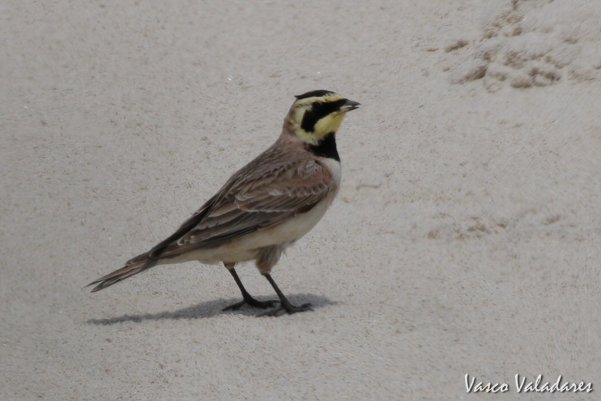 Horned Lark - ML615207341