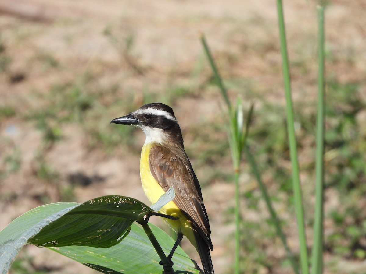 Great Kiskadee - Haydee Huwel