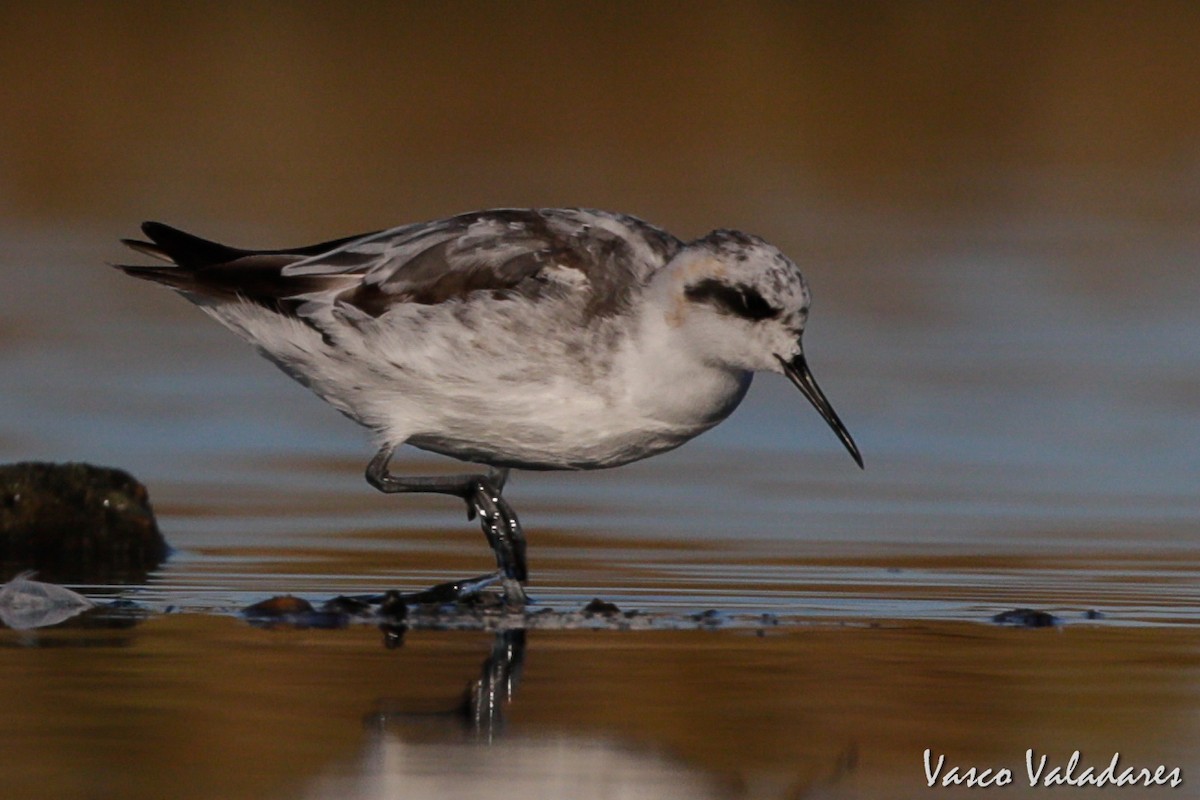 Red-necked Phalarope - ML615207399