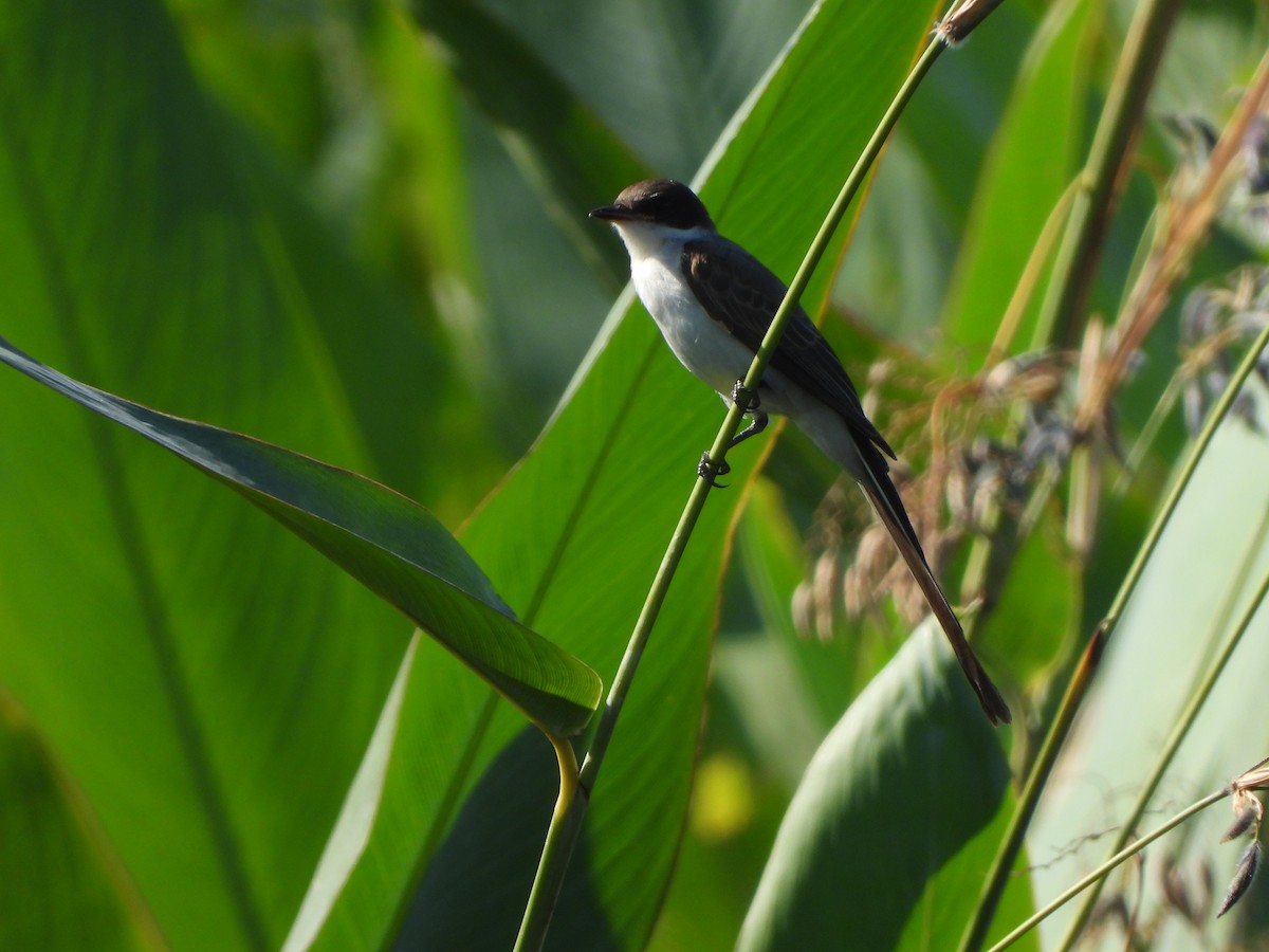 Fork-tailed Flycatcher - Haydee Huwel