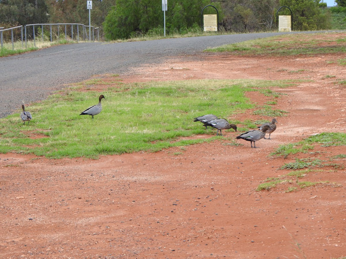 Maned Duck - ML615207419