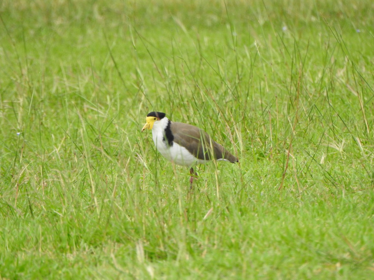 Masked Lapwing - ML615207421