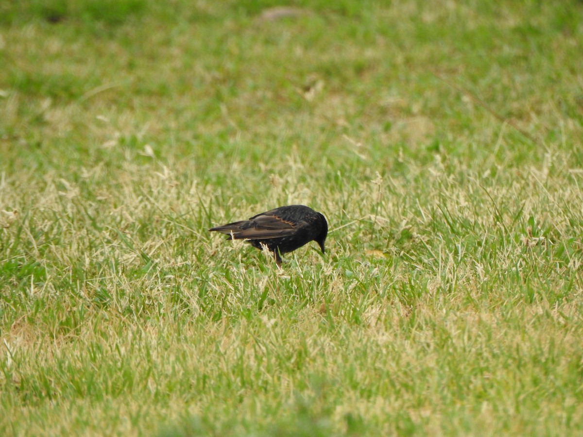 European Starling - ML615207426