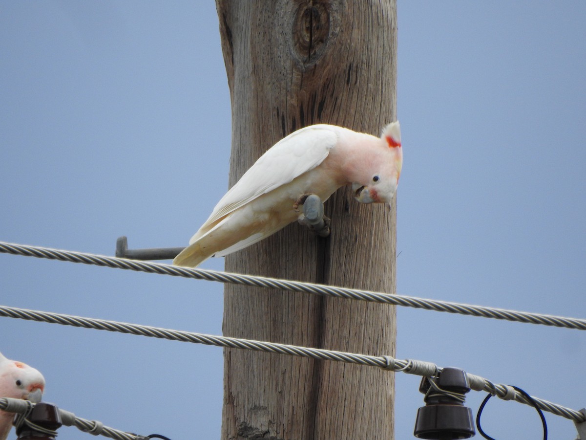 Pink Cockatoo - ML615207440