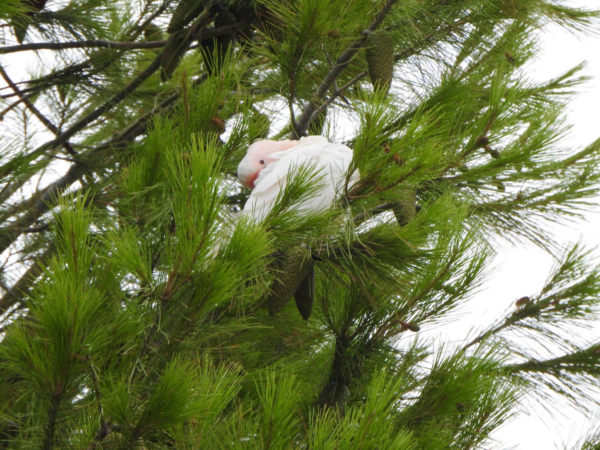 Pink Cockatoo - ML615207446