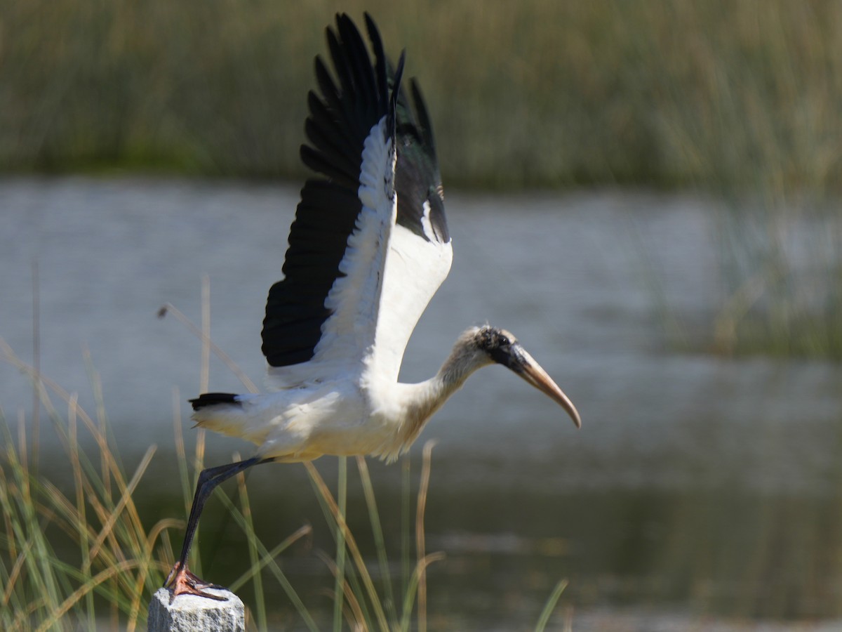 Wood Stork - ML615207457