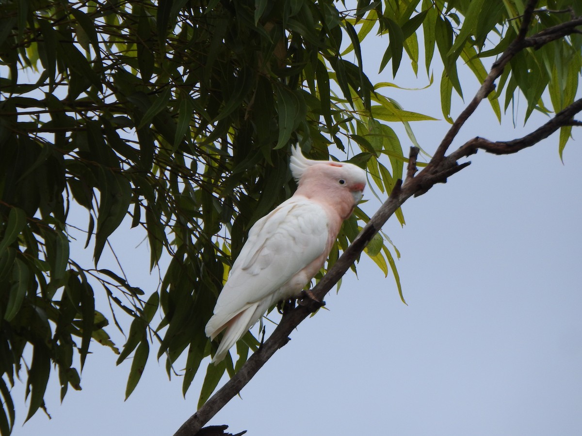 Cacatú Abanderada - ML615207458