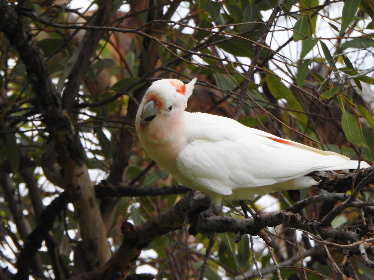 Pink Cockatoo - ML615207460