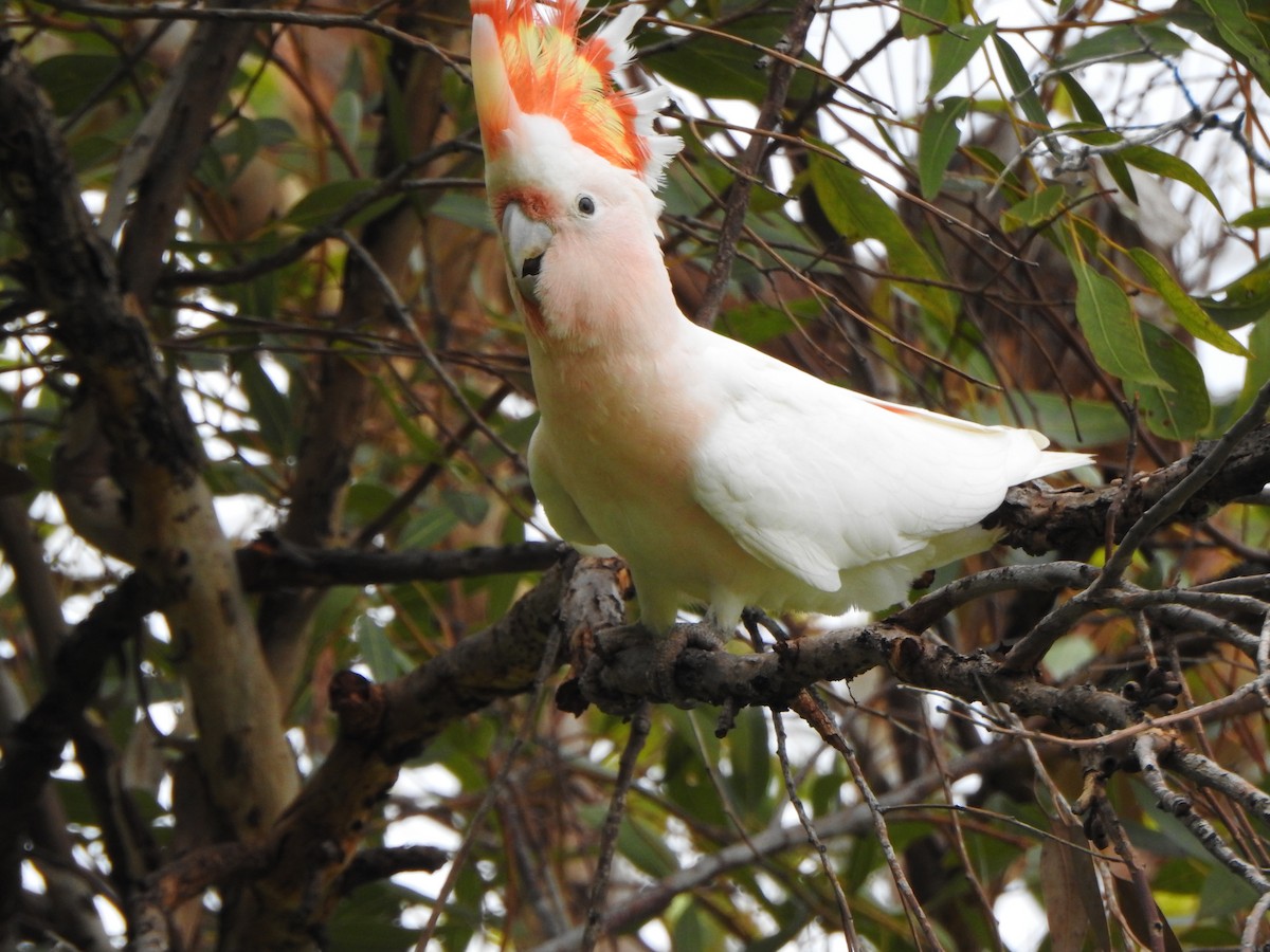 Pink Cockatoo - ML615207466