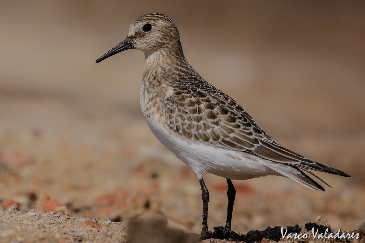 Baird's Sandpiper - ML615207468