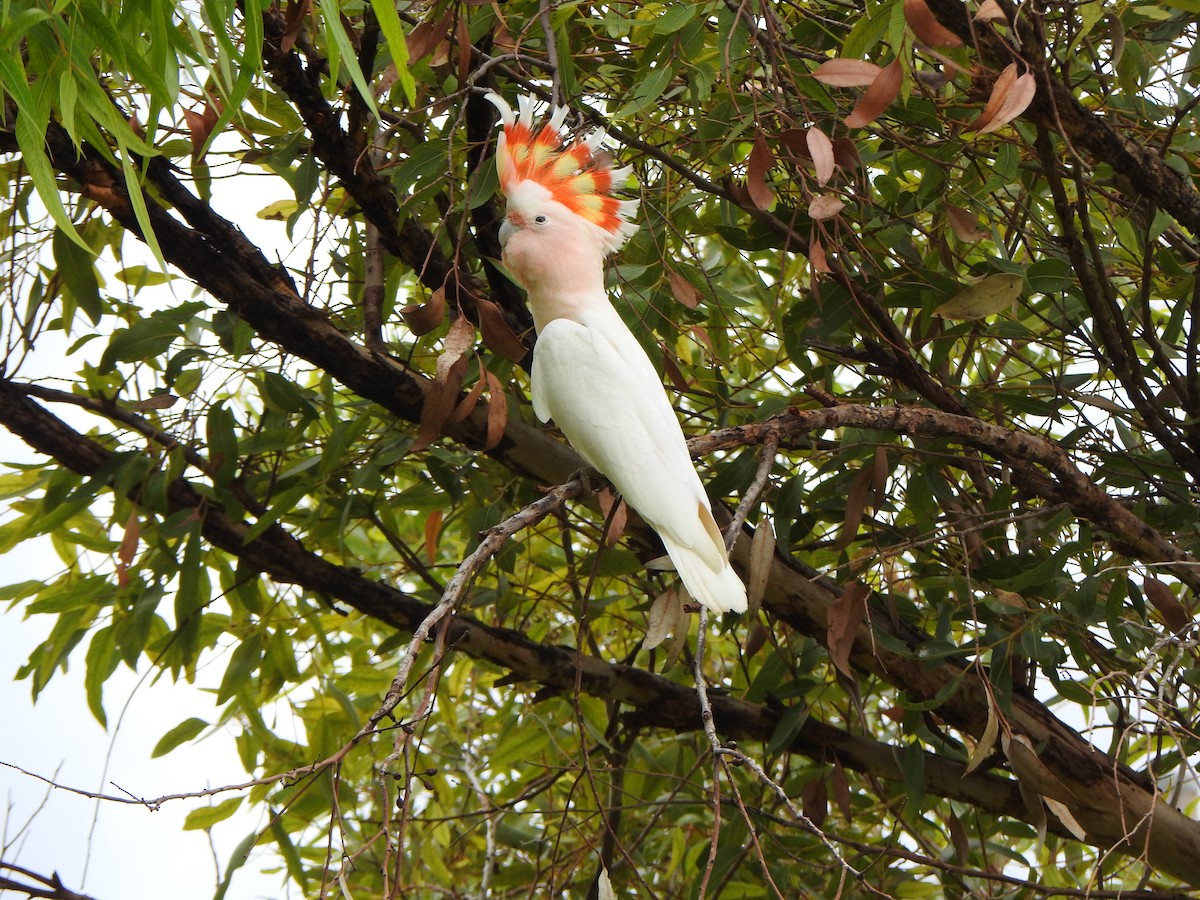 Cacatú Abanderada - ML615207497