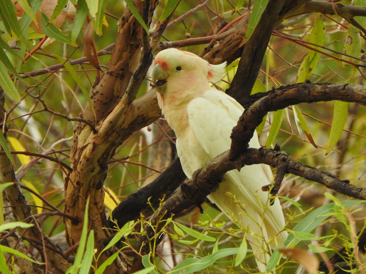 Pink Cockatoo - ML615207515