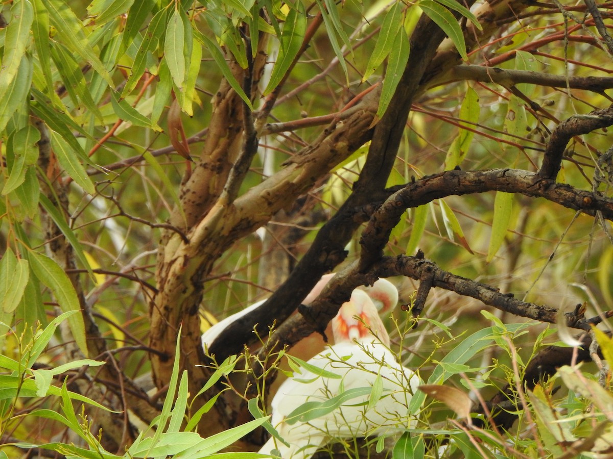 Pink Cockatoo - ML615207517