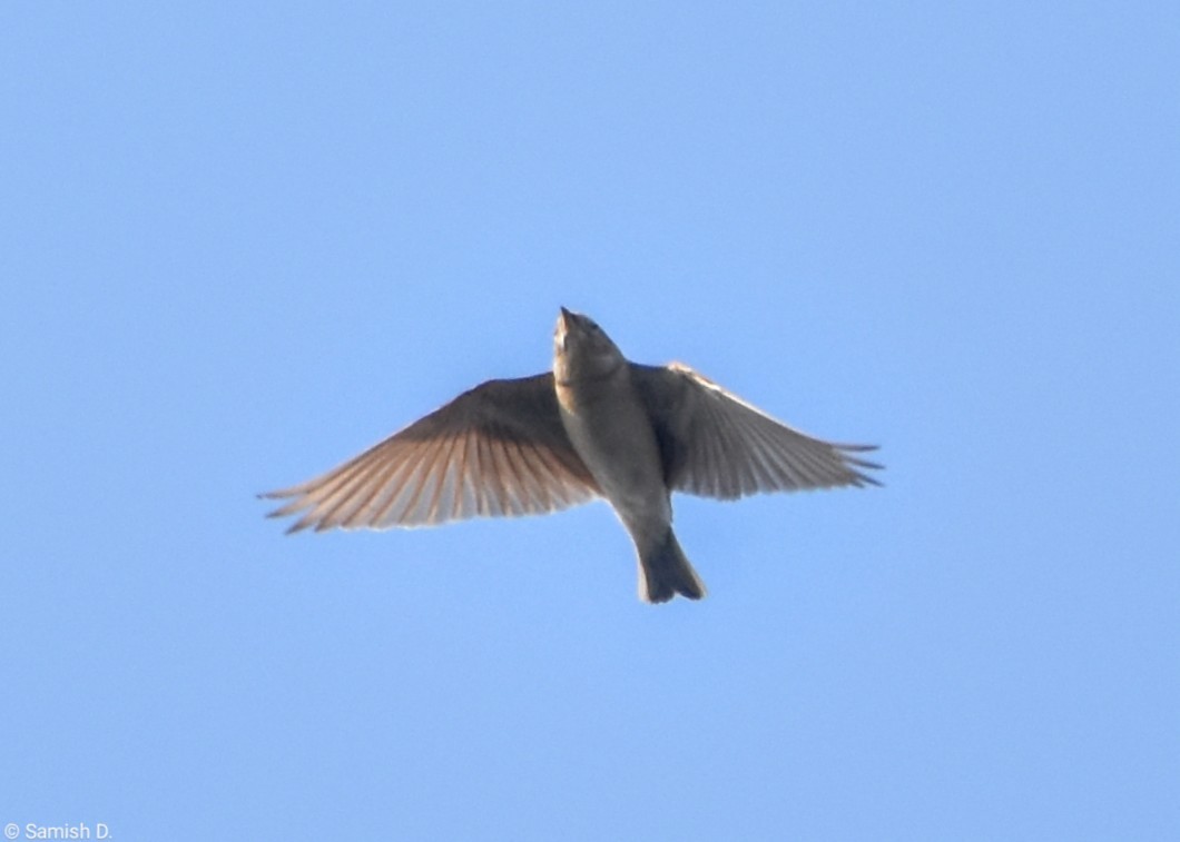 Mongolian Short-toed Lark - ML615207533