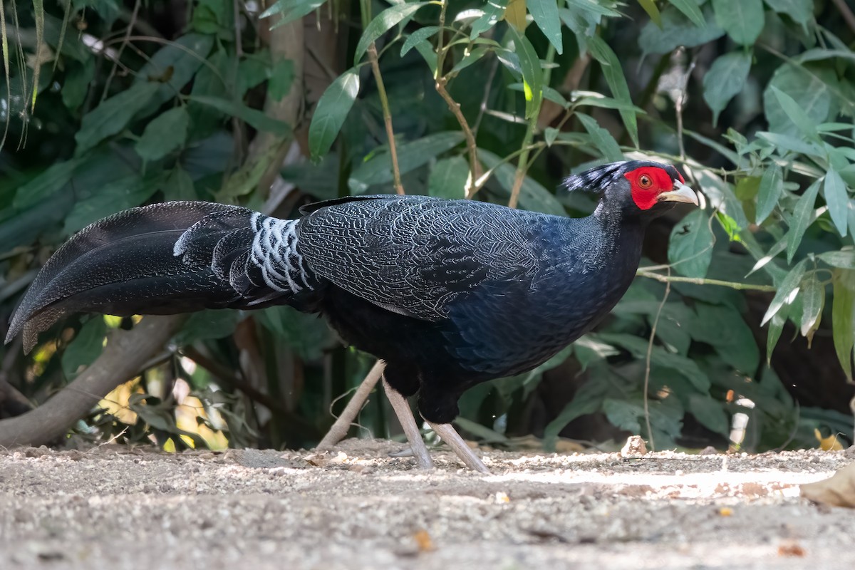 Kalij Pheasant - ML615207557