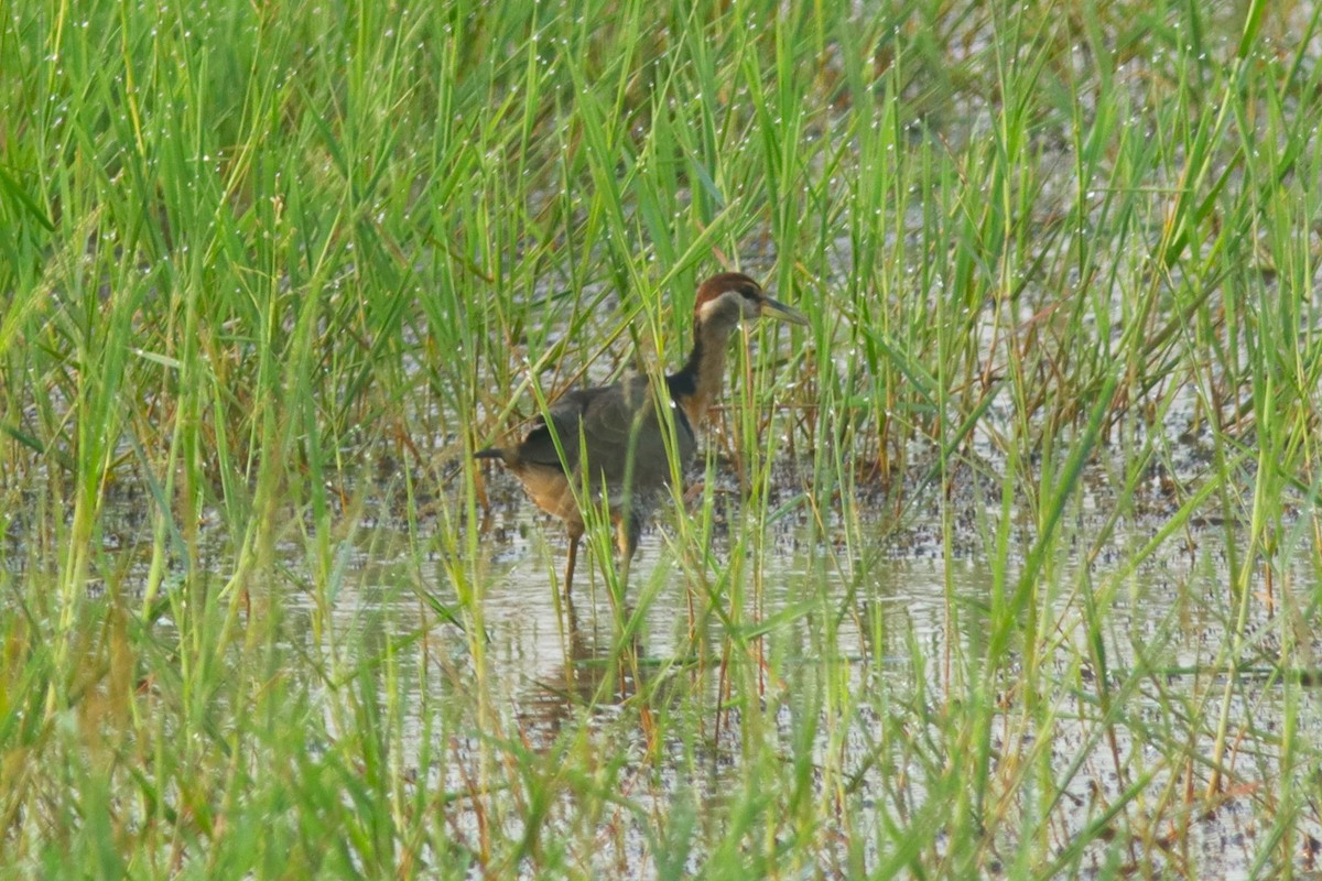 Bronze-winged Jacana - ML615207566