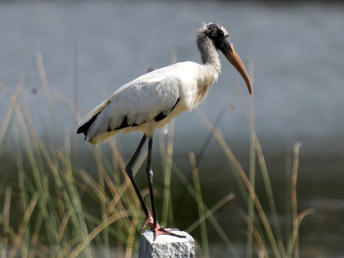 Wood Stork - ML615207567