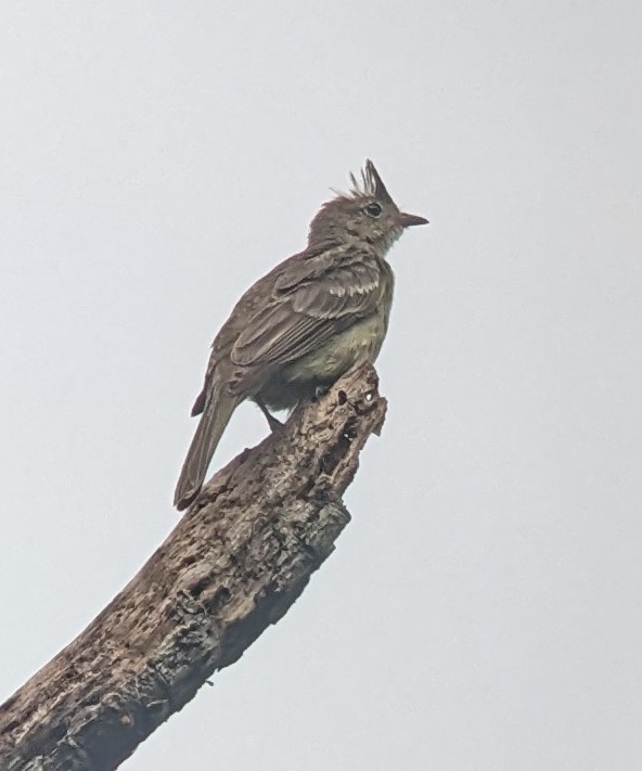 Mottle-backed Elaenia - Bill Tweit