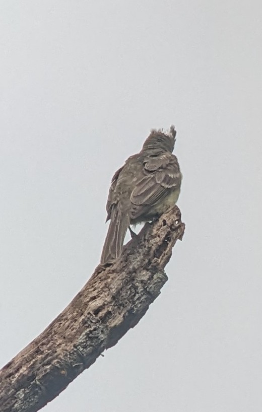 Mottle-backed Elaenia - Bill Tweit