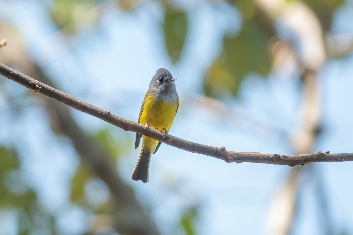 Gray-headed Canary-Flycatcher - ML615207597