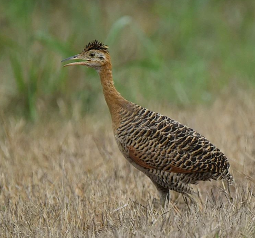 Red-winged Tinamou - ML615207600