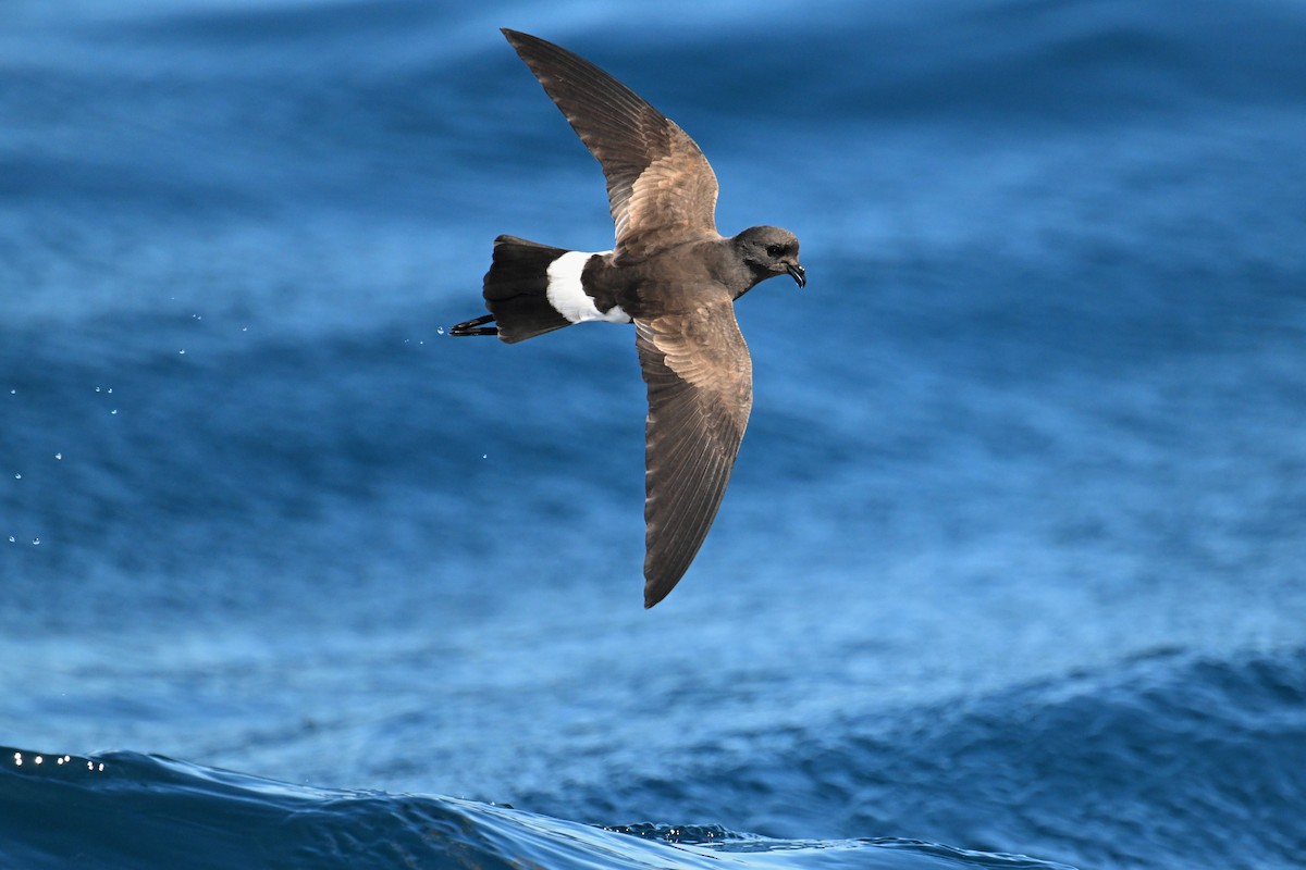 Wilson's Storm-Petrel - ML615207619